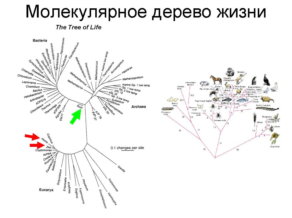 The Tree of Life Severinov